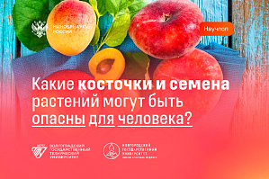 Минобрнауки РФ: Какие косточки и семена растений могут быть опасны для человека? Минобрнауки РФ: Какие косточки и семена растений могут быть опасны для человека?